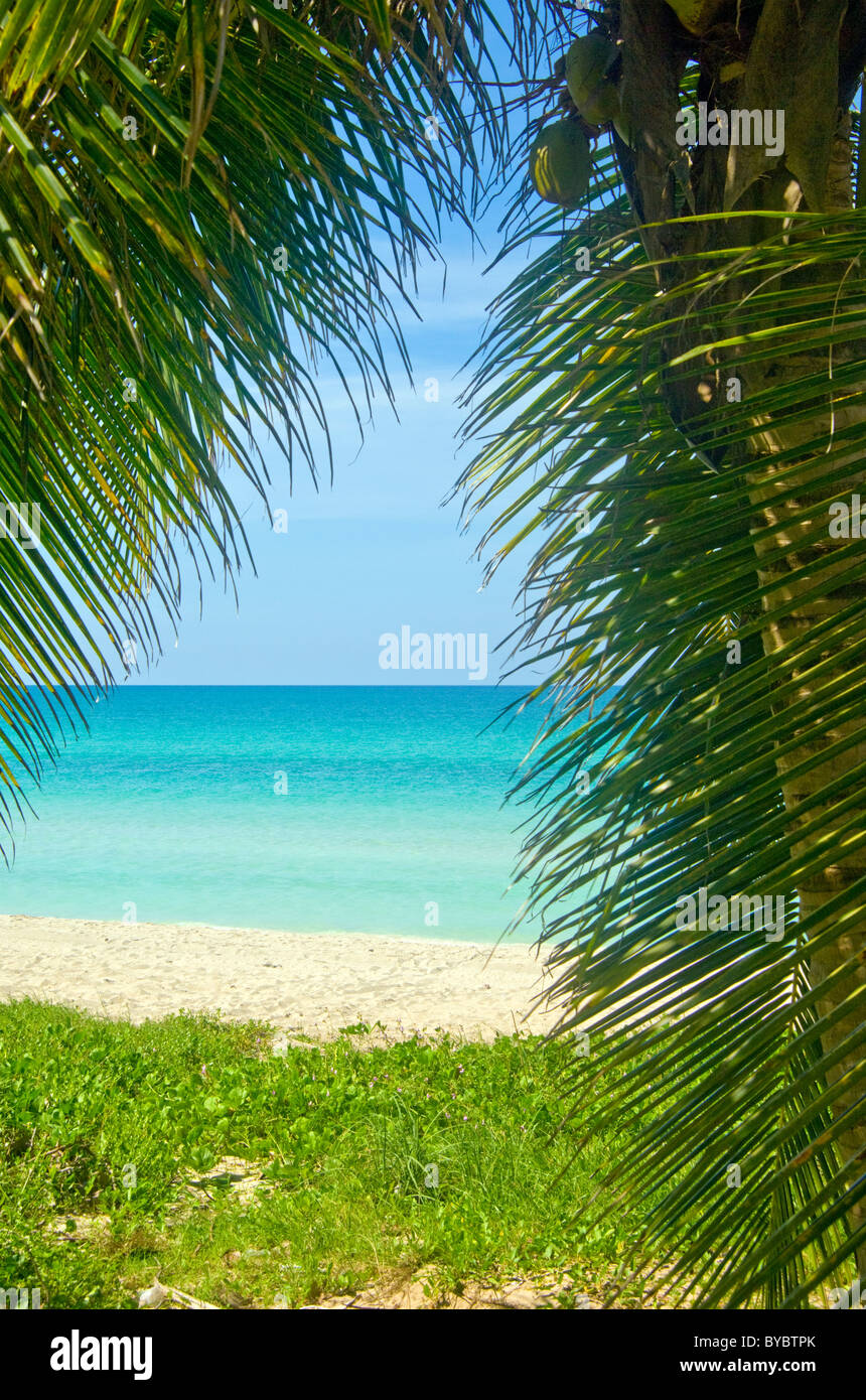 Una palmera curtaining caribe la vista de una playa de arena blanca y mar turquesa y azul cielo más allá en Cuba Foto de stock