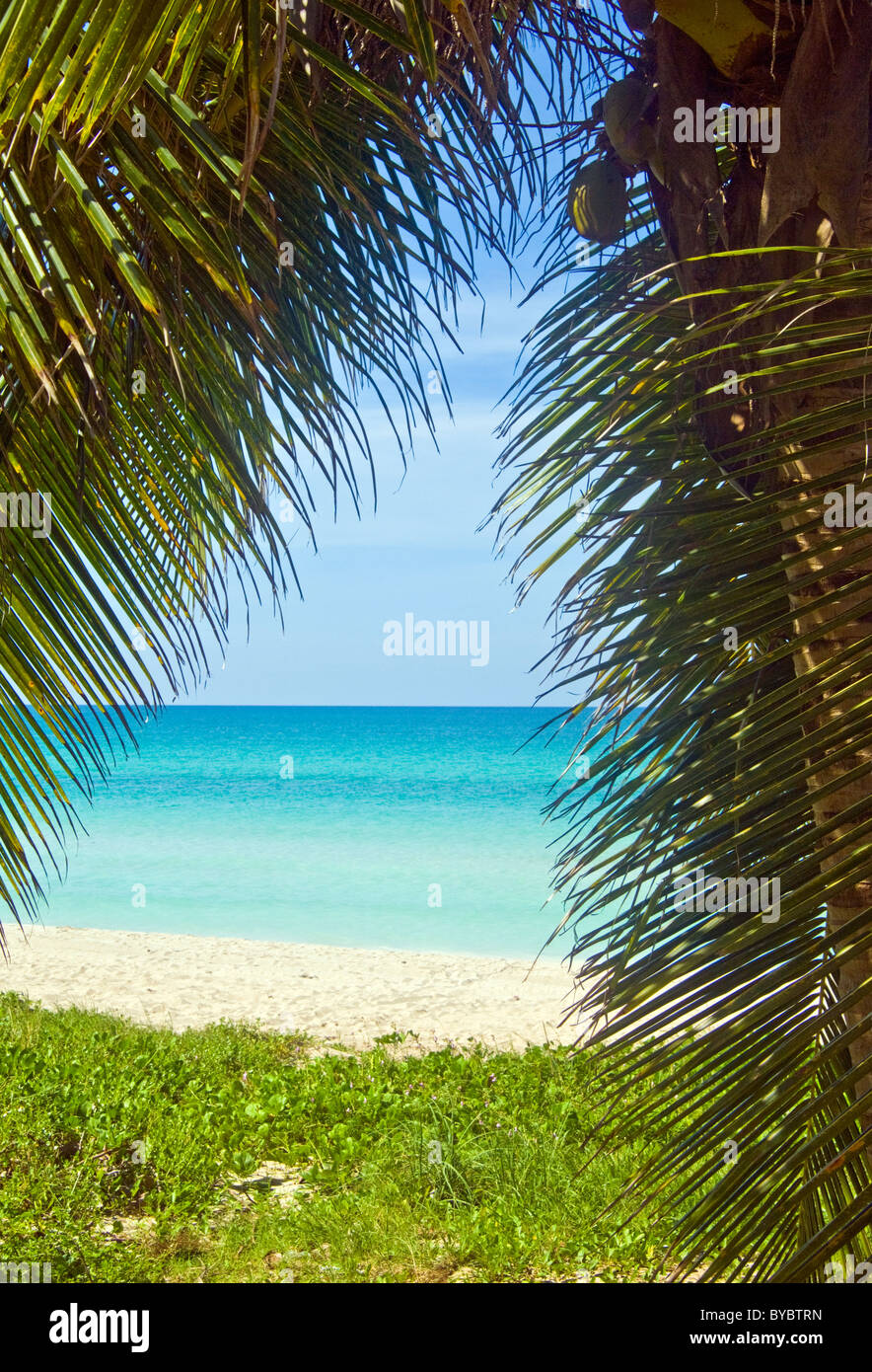 Una palmera curtaining caribe la vista de una playa de arena blanca y mar turquesa y azul cielo más allá en Cuba Foto de stock