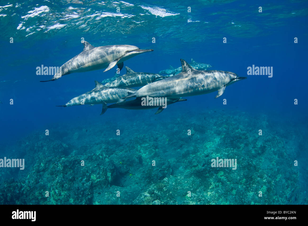 Delfines, Stenella longirostris longirostris, Kona, Hawaii Foto de stock