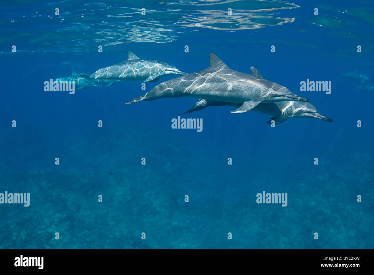 Delfines, Stenella longirostris longirostris, Kona, Hawaii Foto de stock