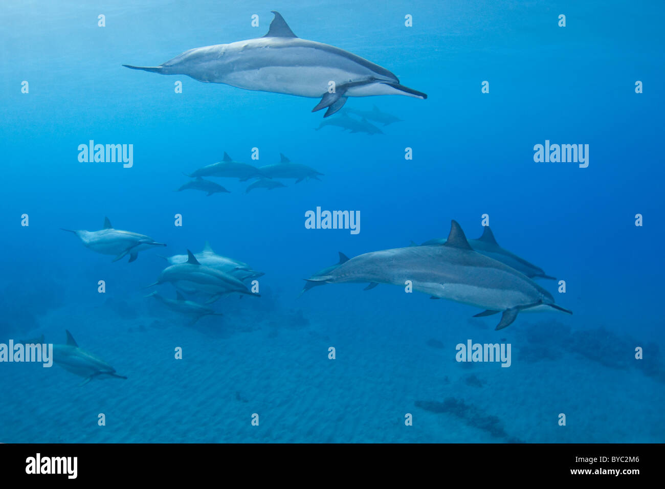 Delfines, Stenella longirostris longirostris, Hookena, en Kona, Hawai Foto de stock