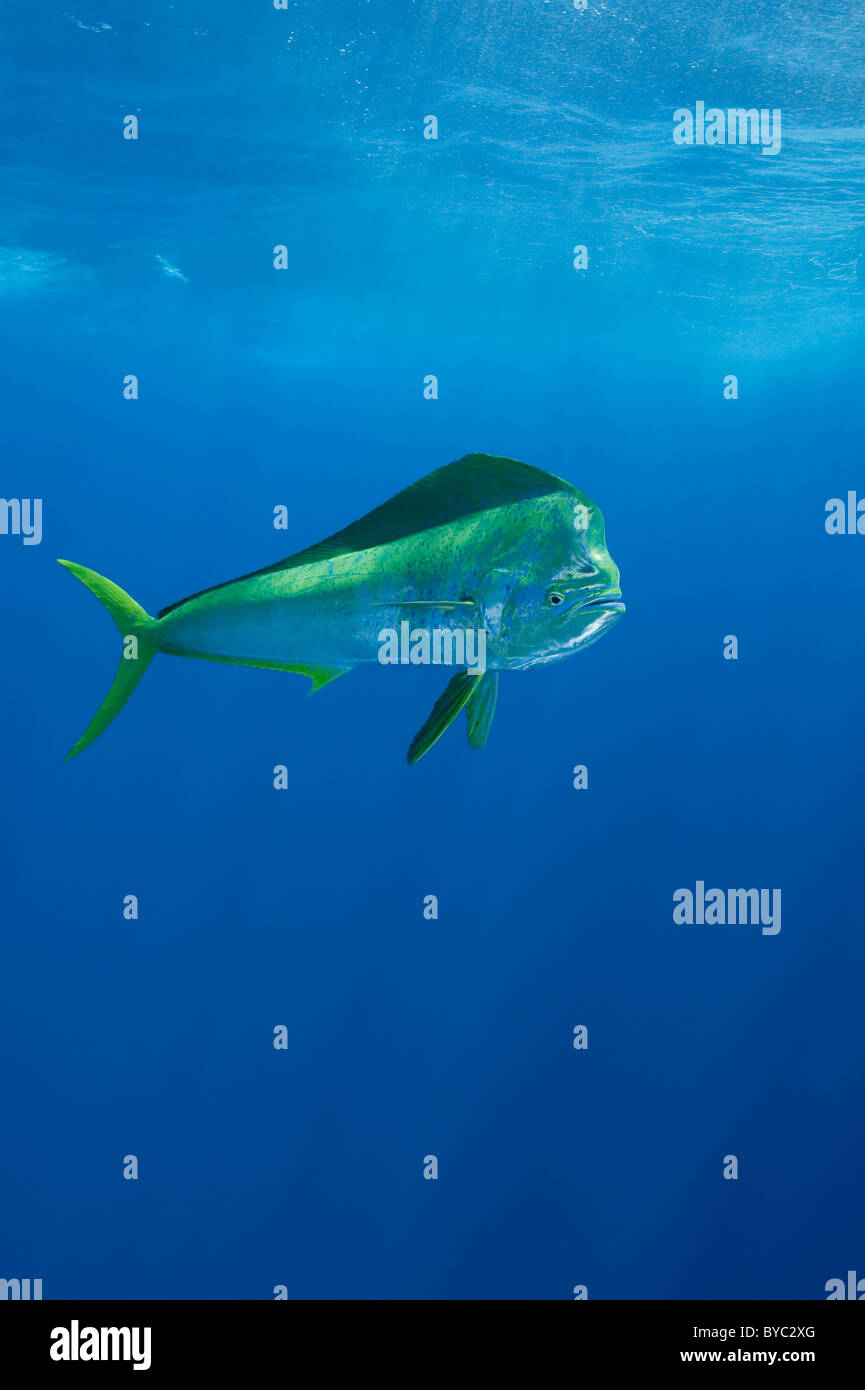 Dorado, mahi mahi o pez delfín, Bull, Coryphaena hippurus, Isla Mujeres