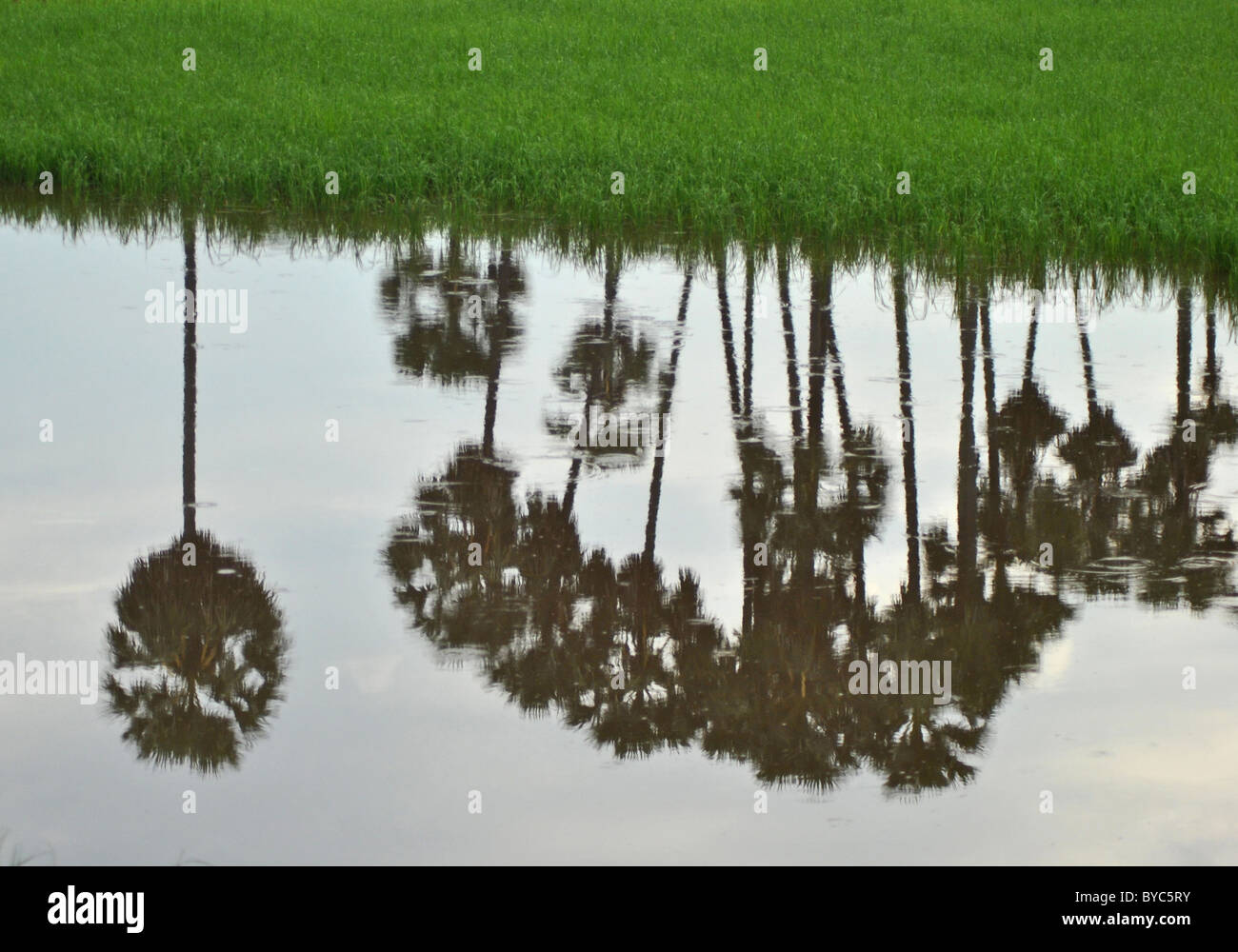 Palmeras reflejadas en un campo de arroz en Camboya Foto de stock