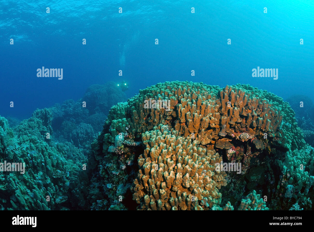 El arrecife de coral Foto de stock