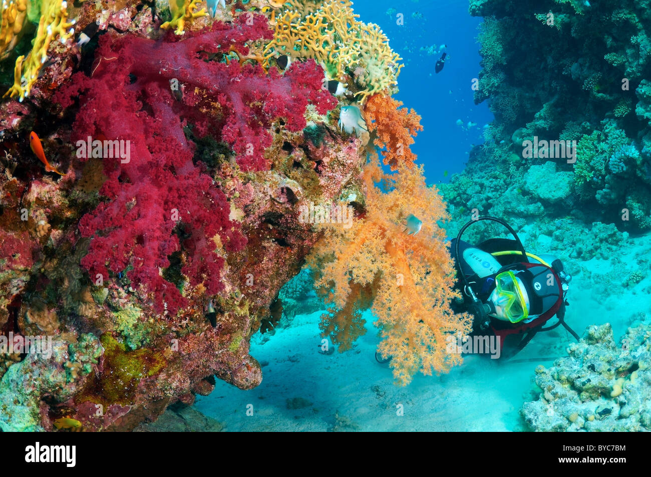 Scuba Diver femenino mirar sobre los corales blandos (Layang Layang) Foto de stock