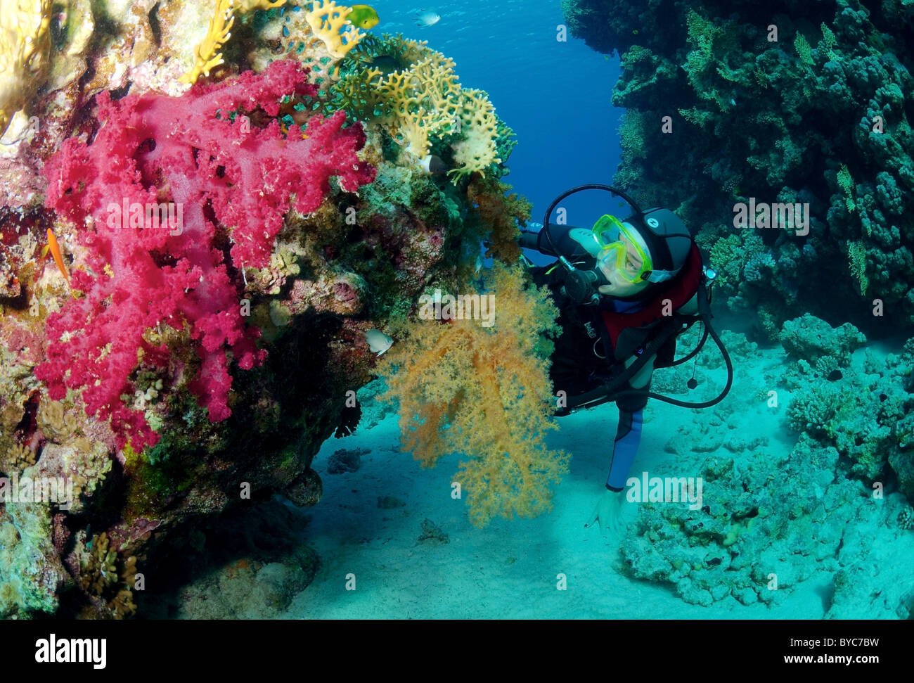 Scuba Diver femenino mirar sobre los corales blandos (Layang Layang) Foto de stock