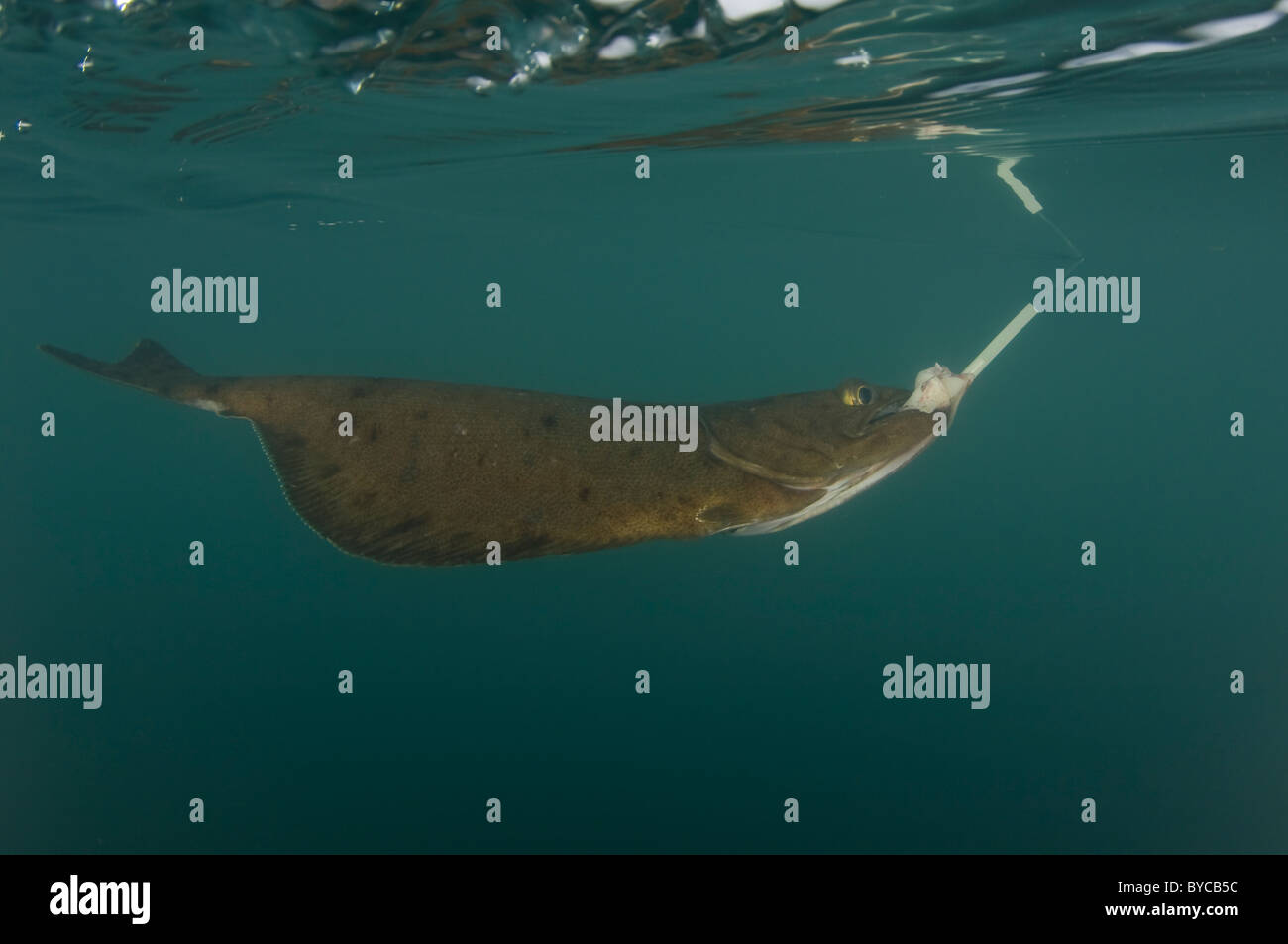 Osteichthyes fishes fishing juneau alaska marine life pleuronectidae