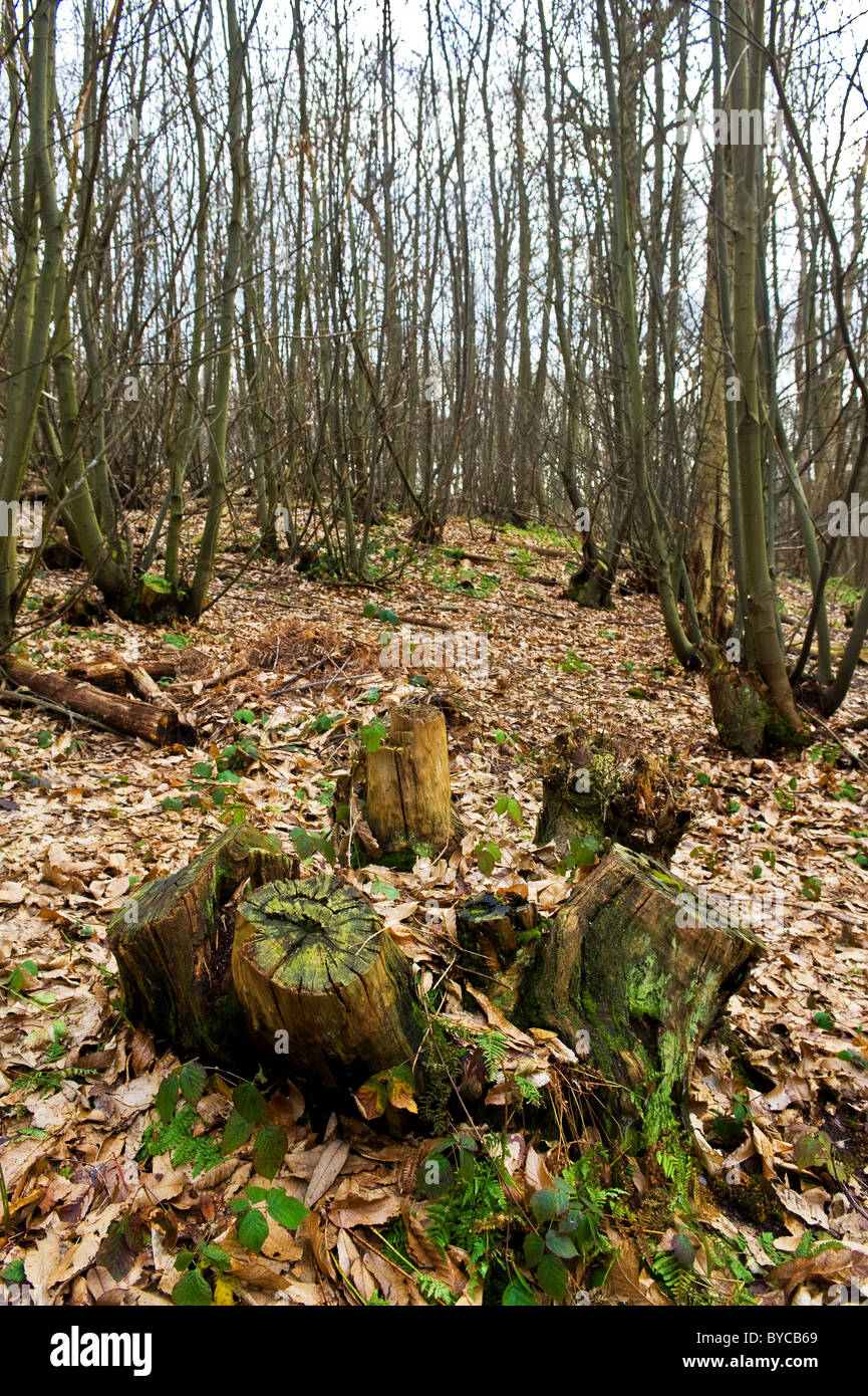 Los tocones de los árboles talados entre las hojas muertas en Norsey Woods en Essex. Foto de stock