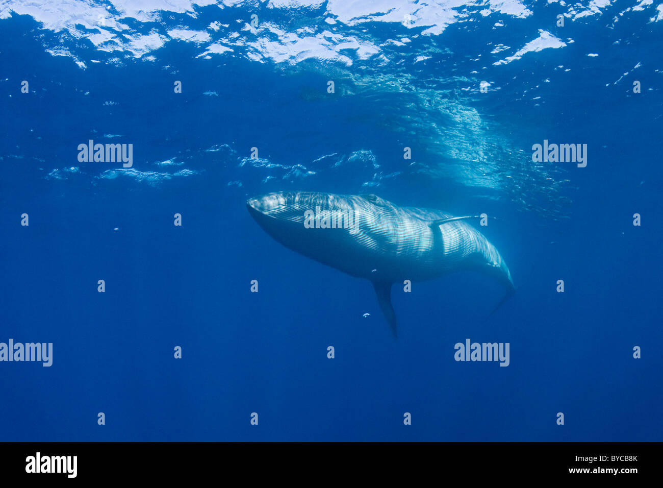 Byrde's Whale nada pasado un baitball de sardinas, fuera de Baja California, México Foto de stock