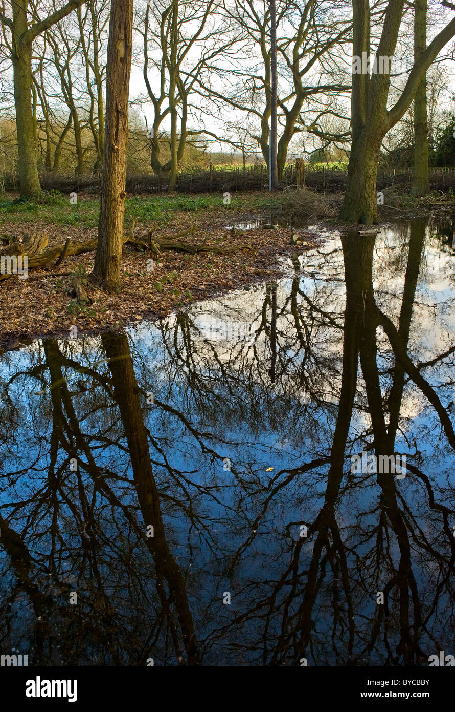 Maderas Norsey Essex - Los árboles reflejados en un estanque de Norsey Woods en Essex. Foto de stock