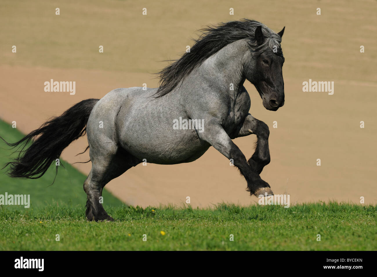 Noriker caballo (Equus ferus caballus), stallion en un galope en una pastura. Foto de stock
