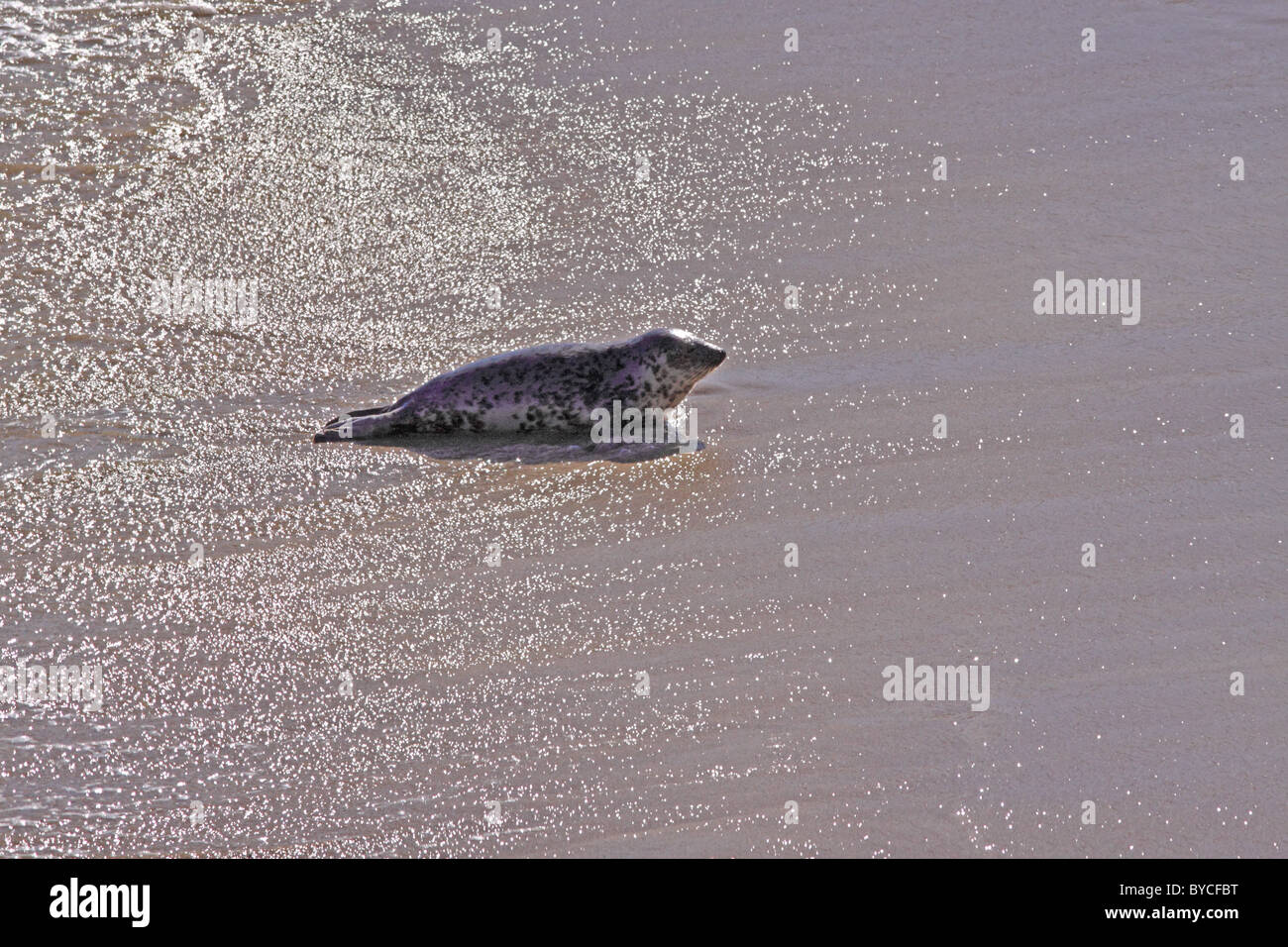 Sello común en remoto Hebridean beach Foto de stock