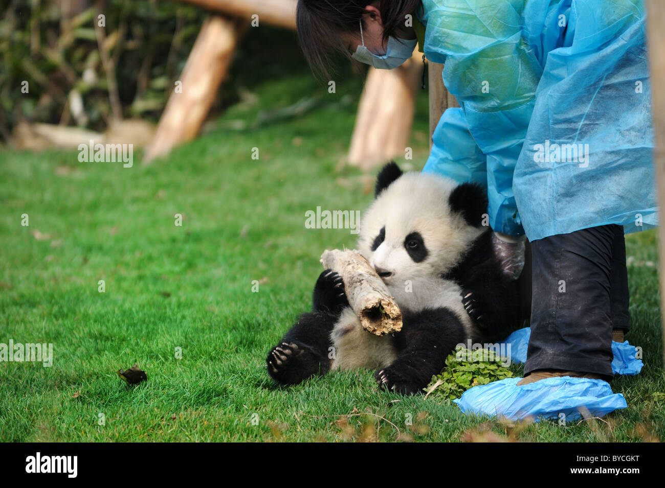 Alimentación mujer panda Fotografía de stock - Alamy