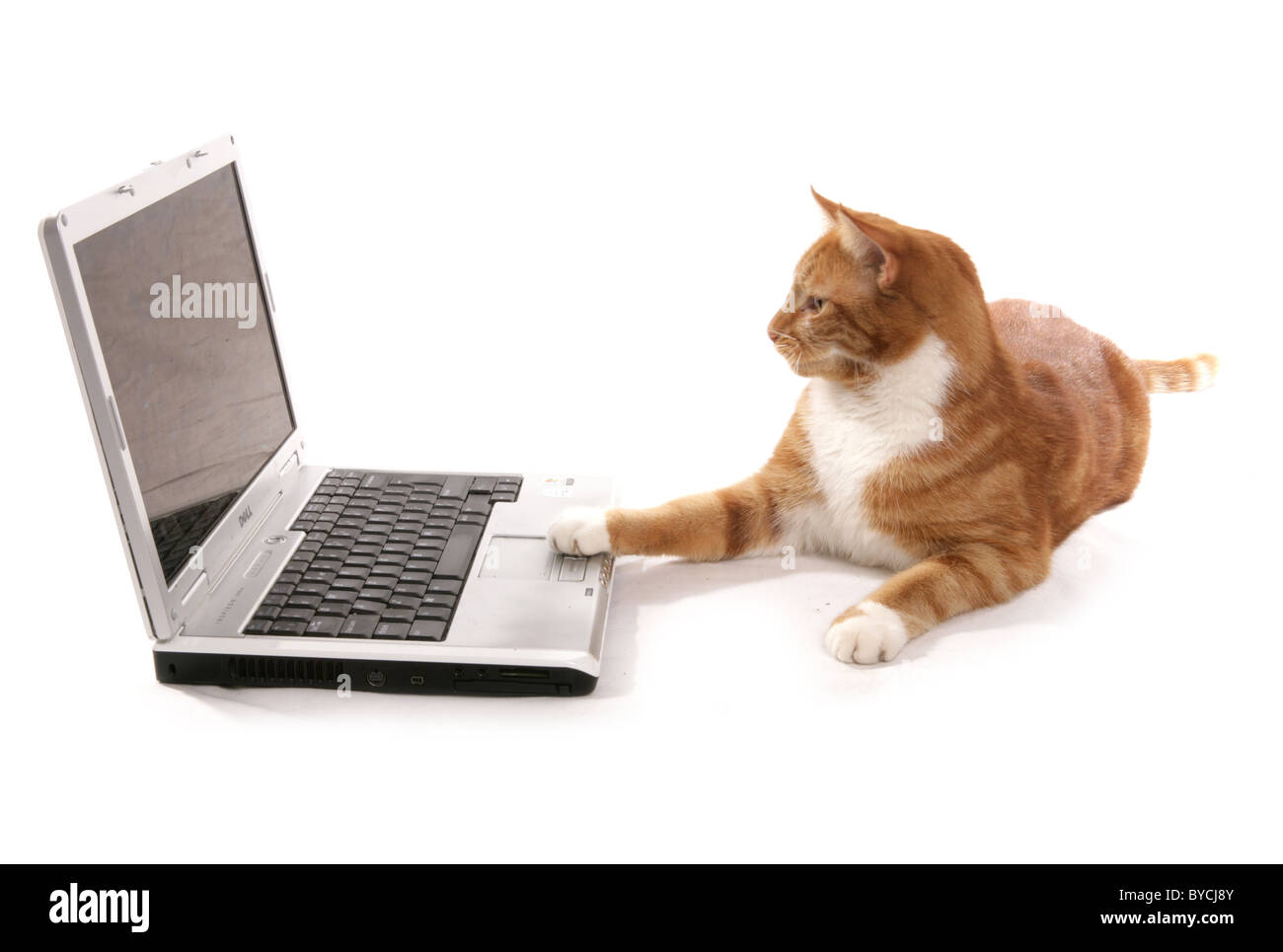 Jengibre gato jugando en un ordenador portátil en un retrato studio Foto de stock