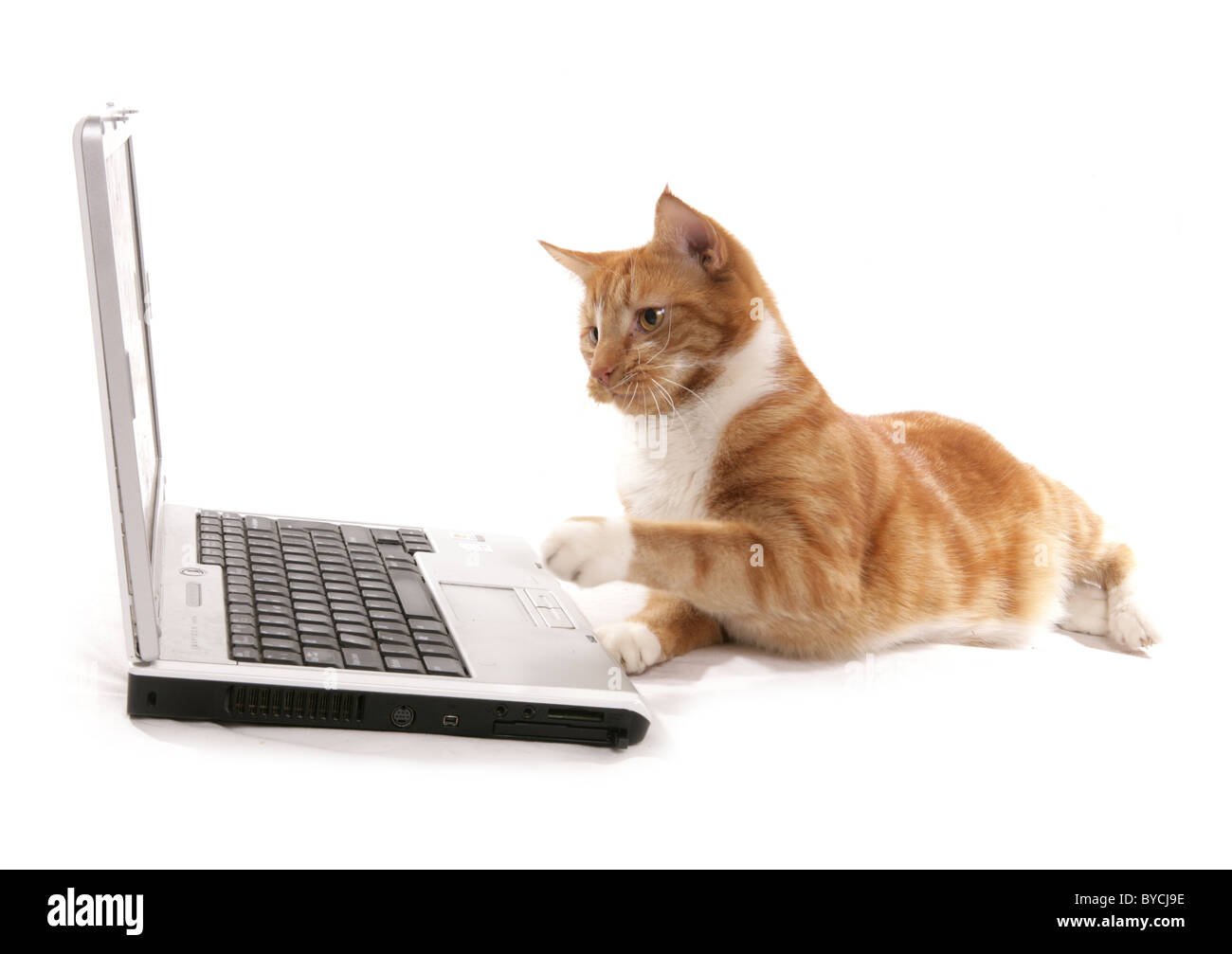 Jengibre gato jugando en un ordenador portátil en un retrato studio Foto de stock