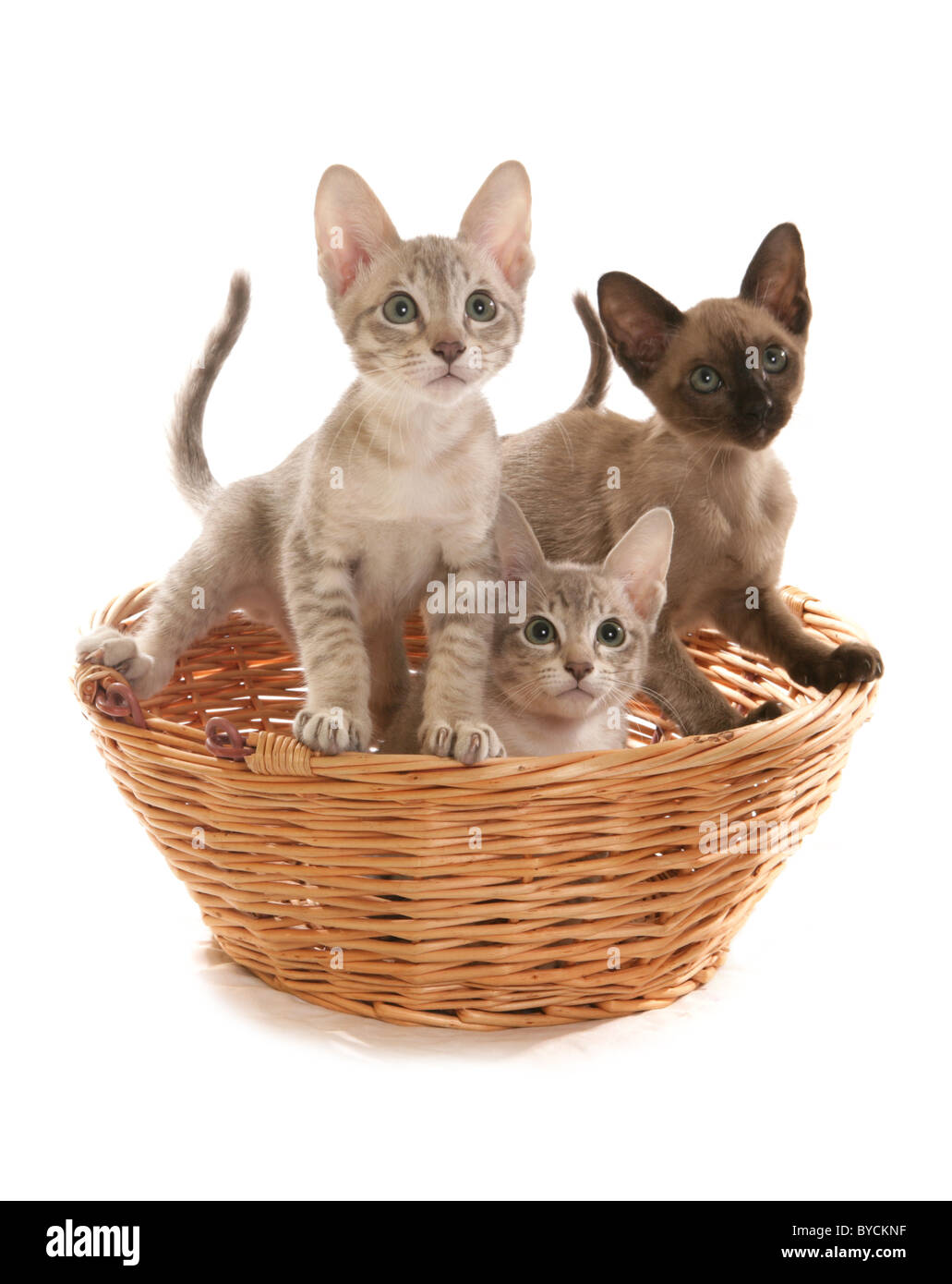 Tres Blue Tabby visón macho Tonkinese gatitos en una cesta retrato studio Foto de stock