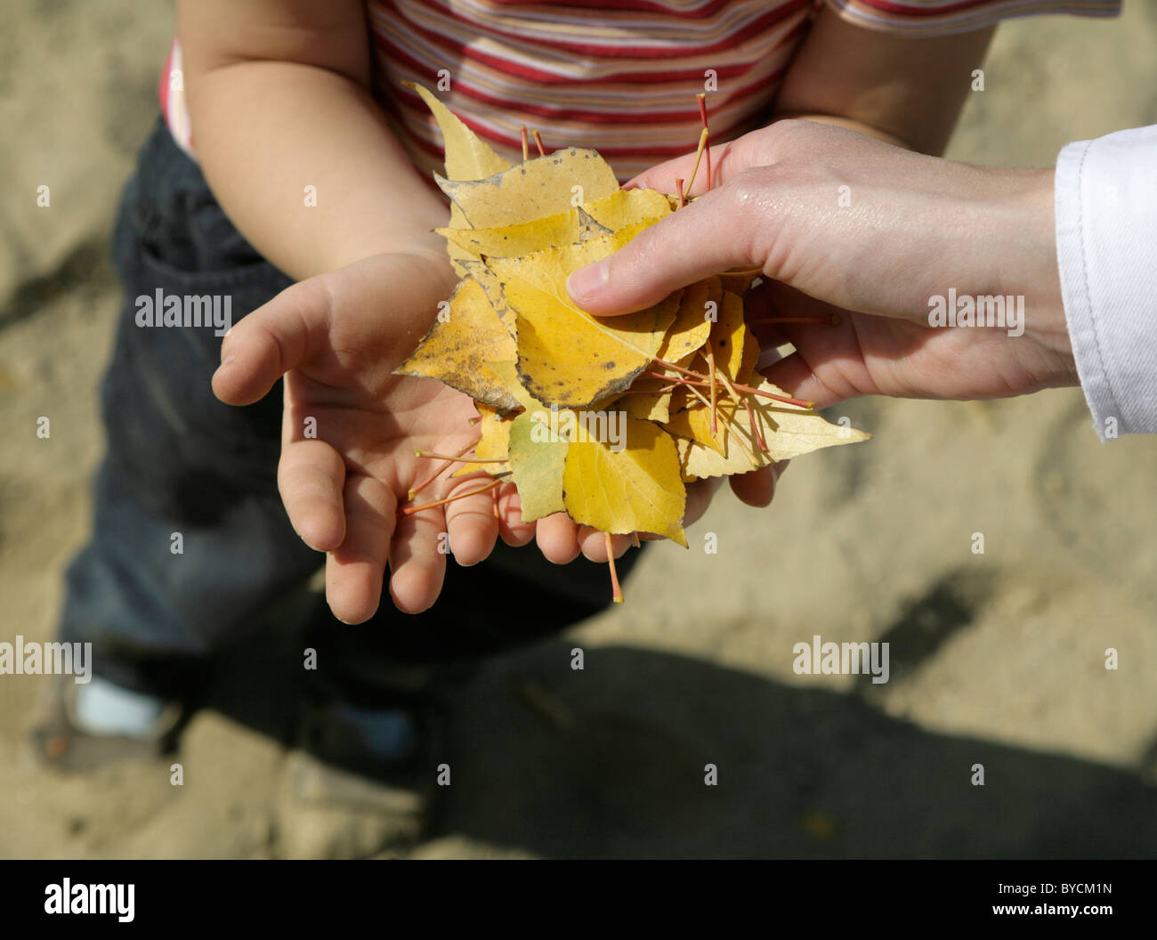 Las manos de la madre y el niño y las hojas de otoño Foto de stock