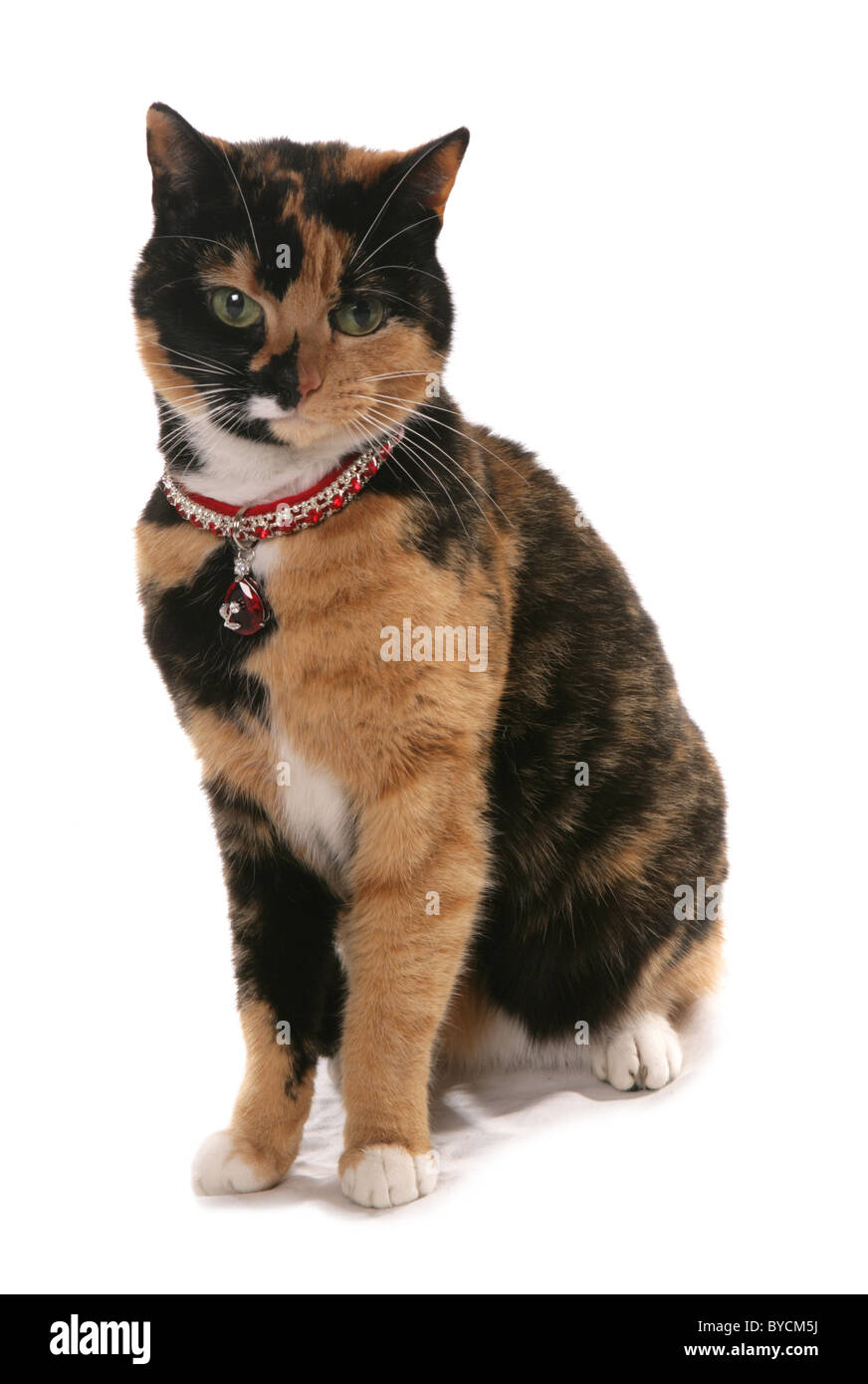 Tortieshell cat con bling collar y encanto sentado studio Foto de stock