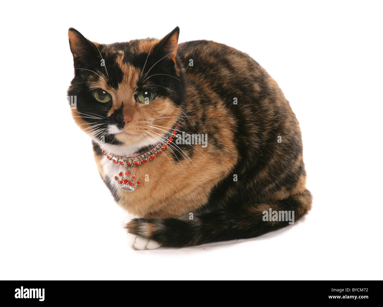 Tortieshell cat con crown encanto sentado studio Foto de stock