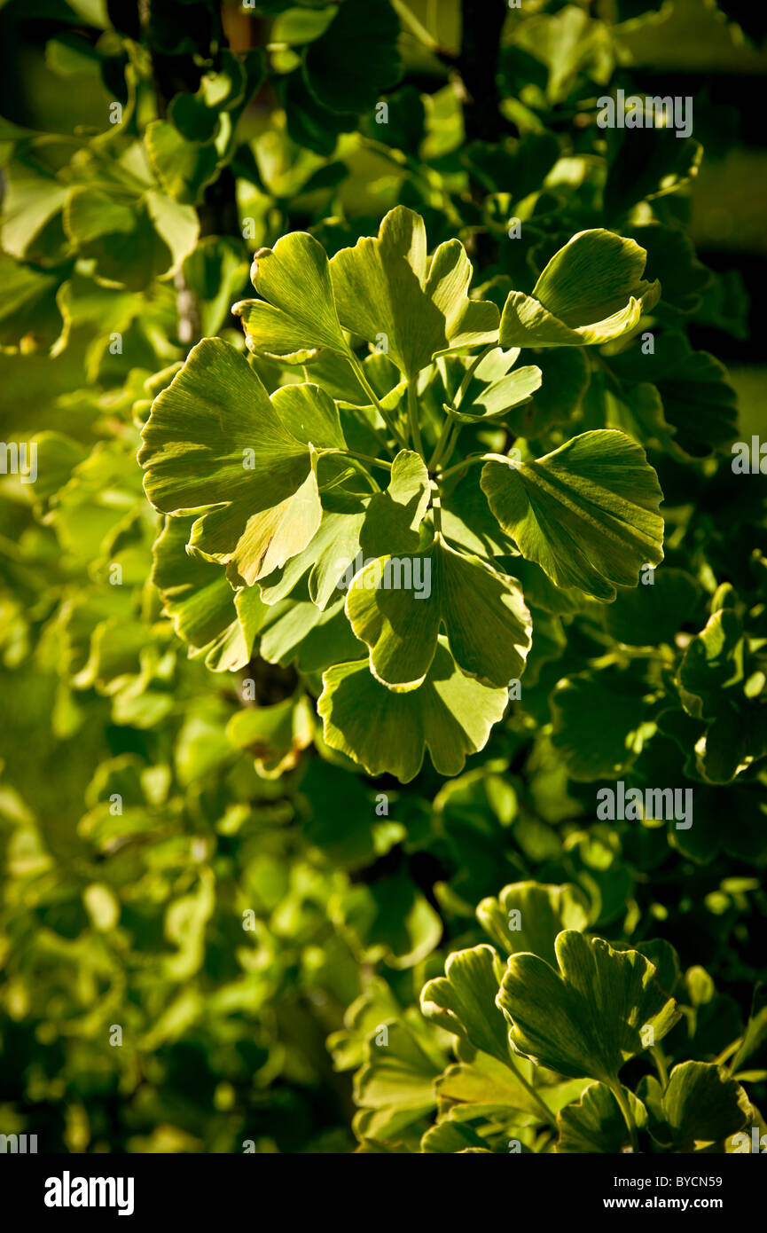 Árbol de Ginkgo Biloba Foto de stock