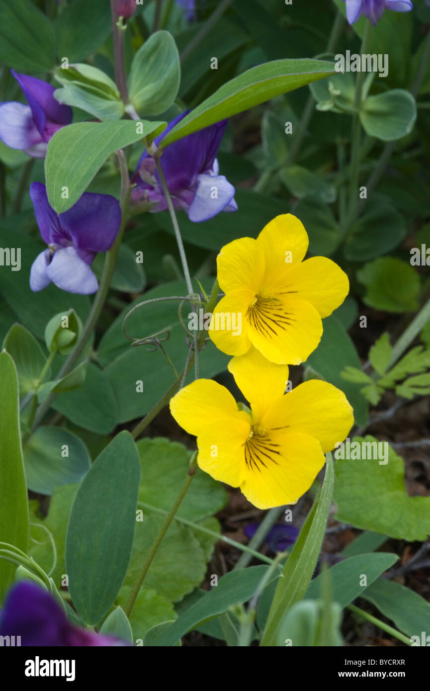 Violeta amarilla (Viola magellanica) flores en el Parque Nacional Los  Glaciares en el sudoeste de la provincia de Santa Cruz, Argentina  Fotografía de stock - Alamy