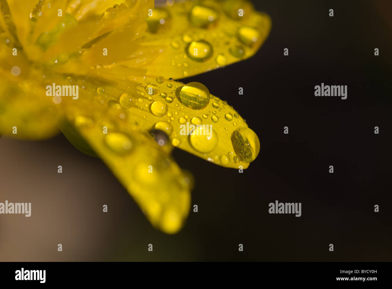 Gotas de agua sentarse en un pétalo de flor amarilla con un fondo oscuro Foto de stock