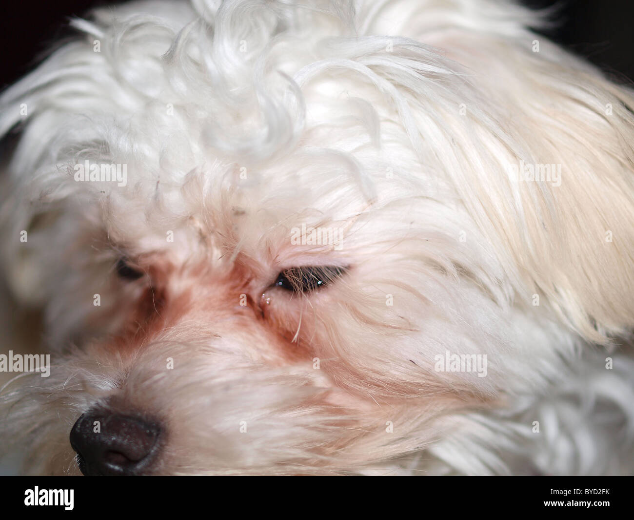 Un maltés cachorro (7 meses) con tinción lacrimógeno. Foto de stock