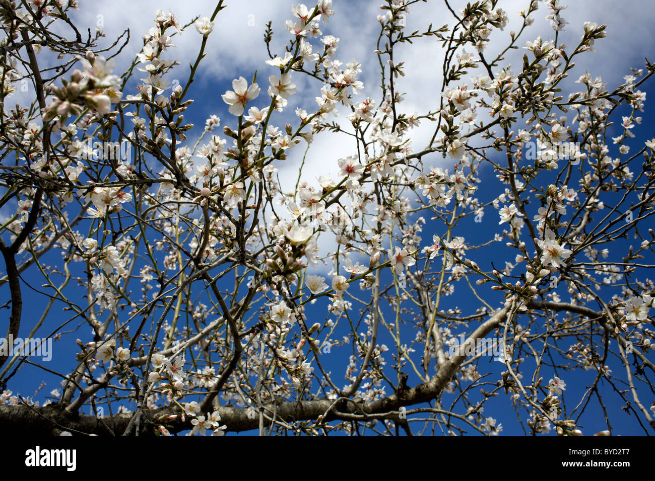 Almendro en flor contra un cielo azul profundo , Febrero, Axarquía, Andalucía, España, Europa, europeo, español Foto de stock