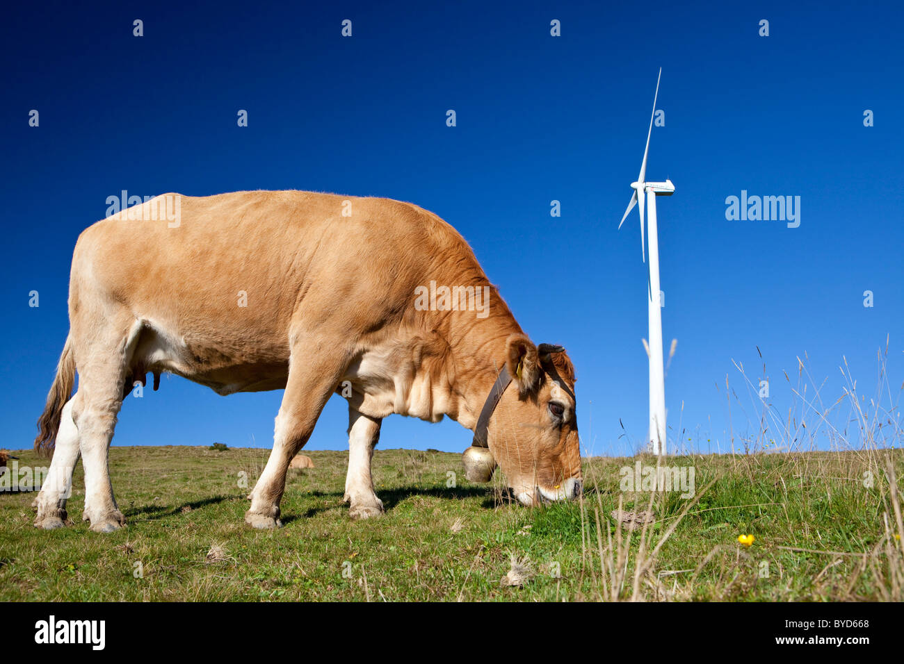 Perfil de una vaca pastando fotografías