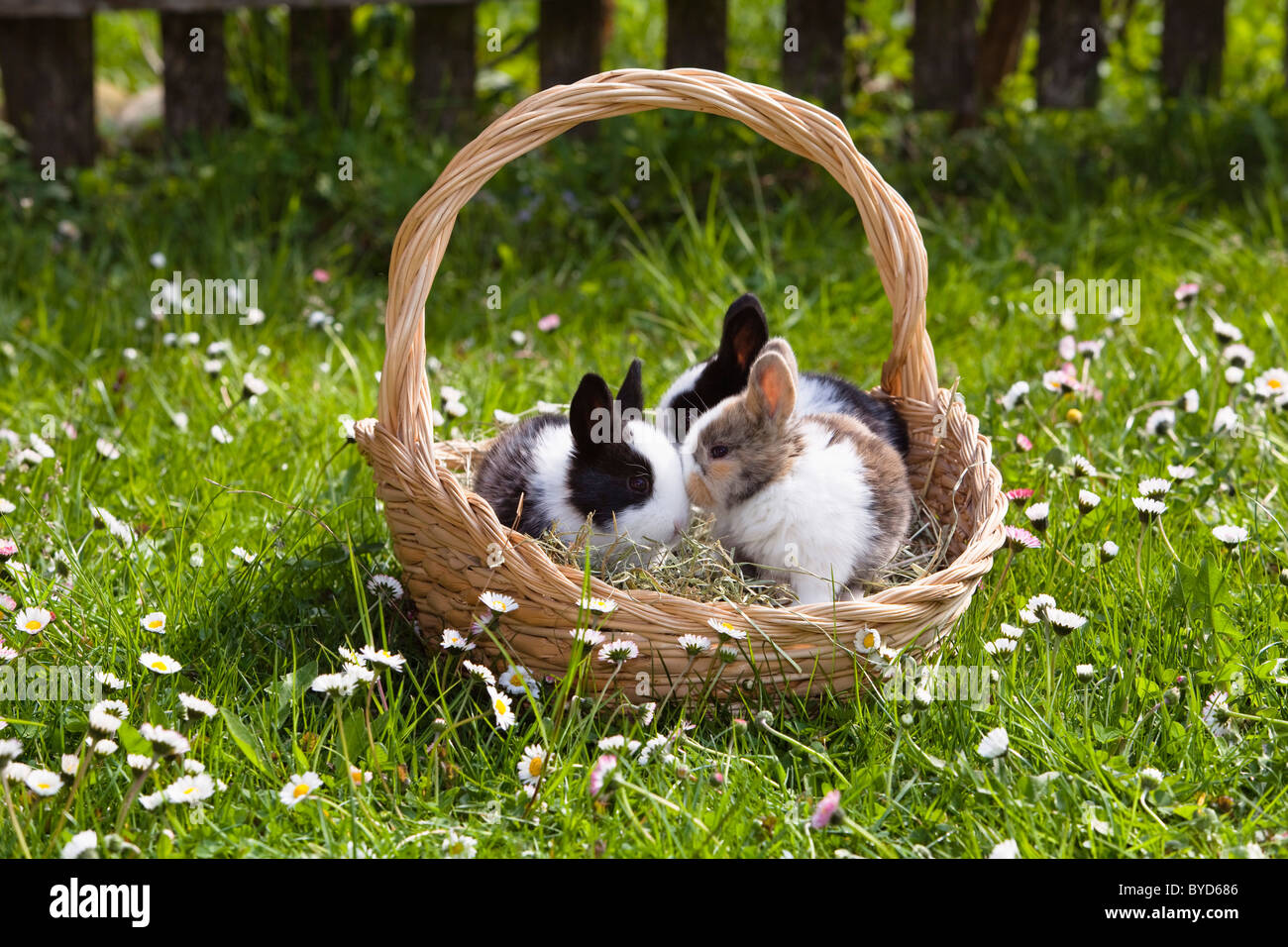 Conejos (Oryctolagus cuniculus forma domestica) en una canasta en un prado florido Foto de stock