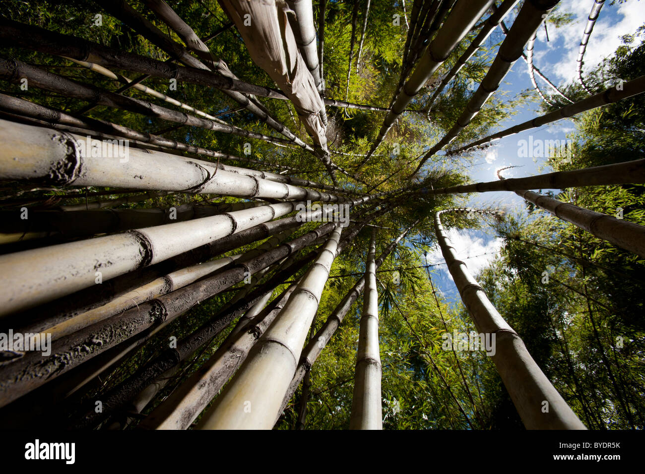 Bambú (Chusquea culeou subespecies), el Parque Nacional Los Alerces, Patagonia Argentina, Sudamérica Foto de stock