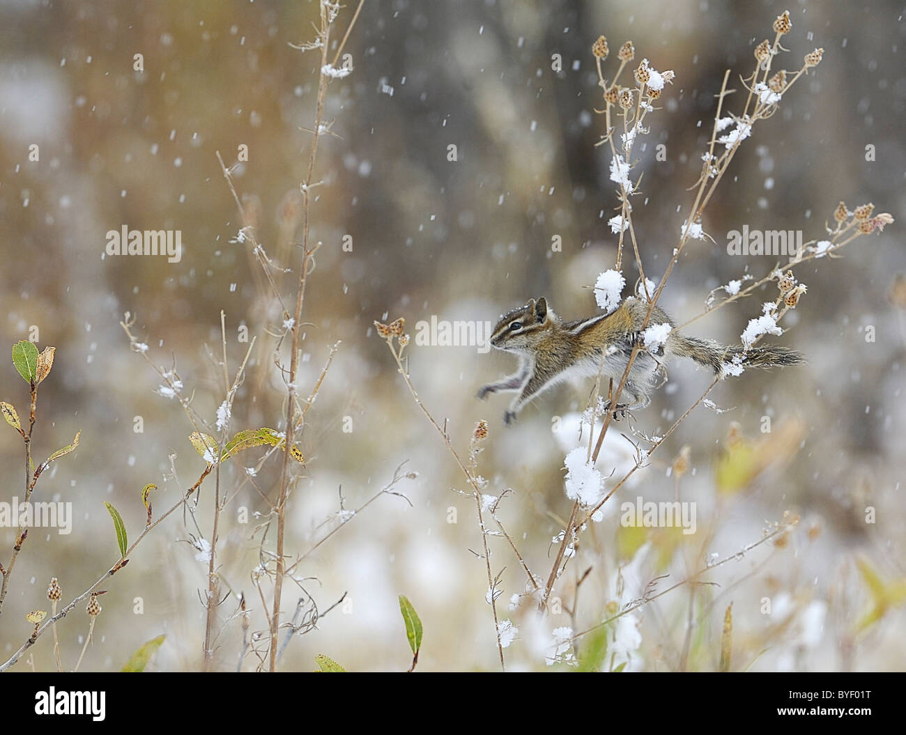 Menos Chipmunk saltando los tallos en arbustos bajos durante la tormenta de nieve. Foto de stock