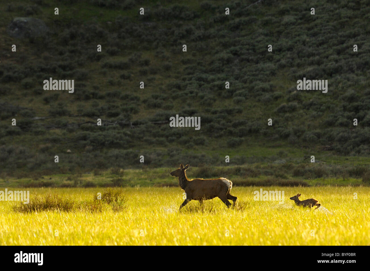 Elk y el bebé girando al atardecer. Foto de stock