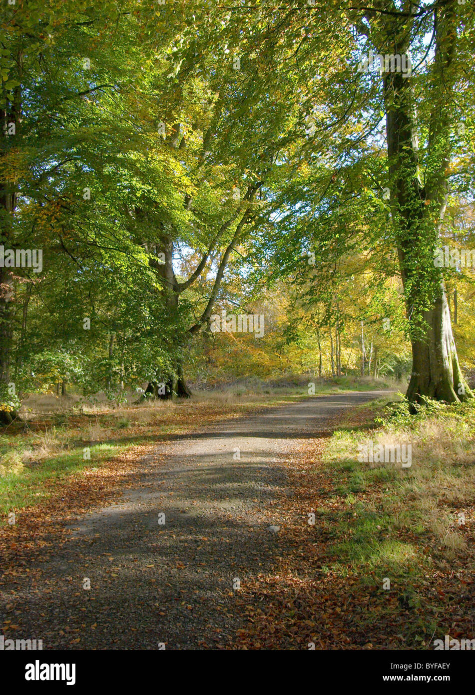 Savernake Forest, Wiltshire, en otoño Foto de stock