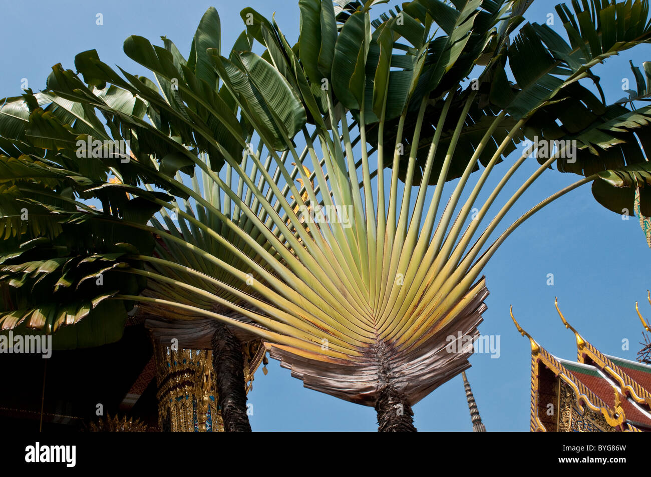 Fan palm tree, el Wat Phra Kaeo, el Grand Palace, Bangkok, Tailandia Foto de stock