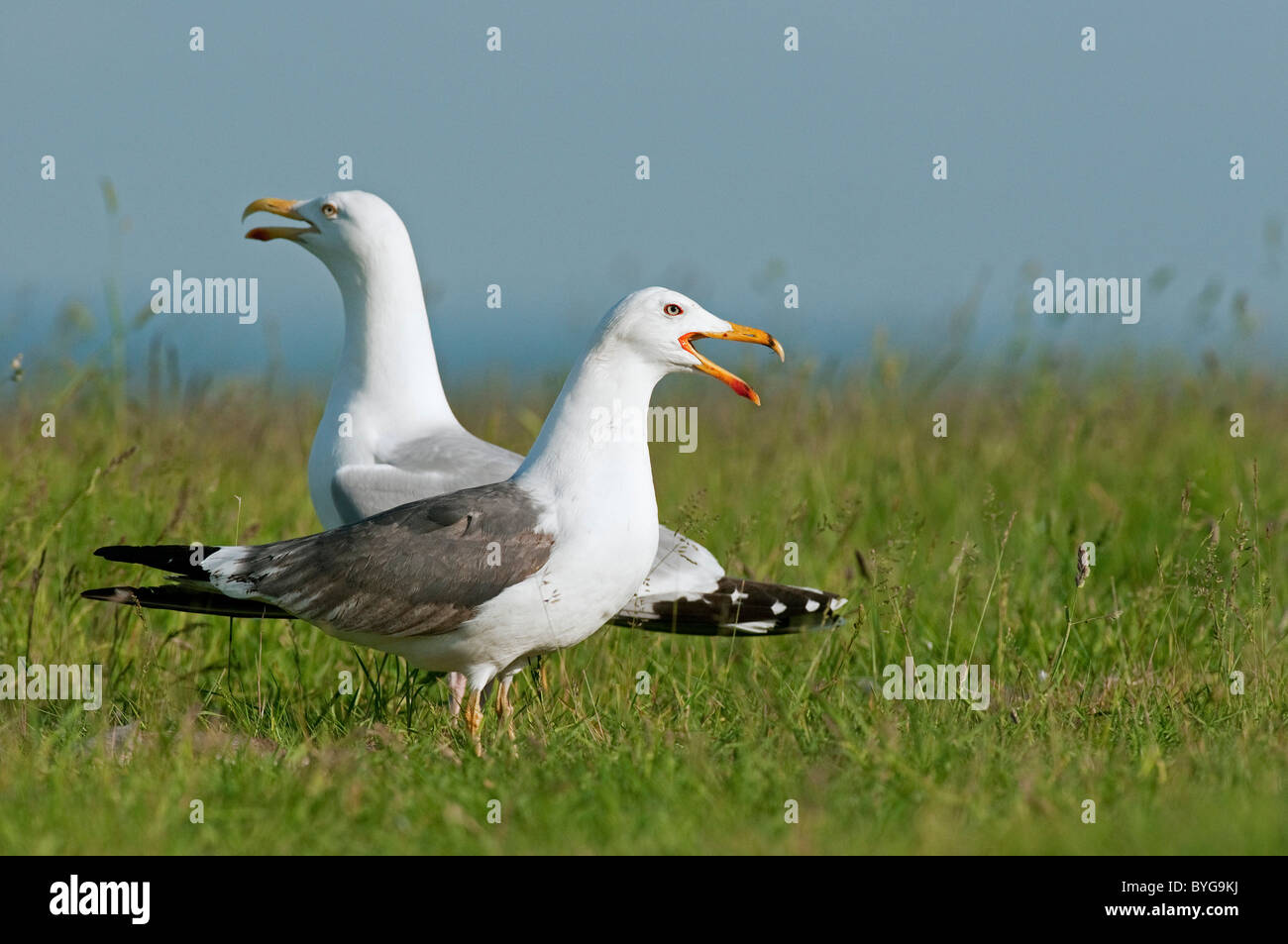 Menor negro-respaldado (Larus fuscus). Llamar adulto en Plumaje de verano de pie sobre el césped con la gaviota argéntea (Larus argentatus) Foto de stock