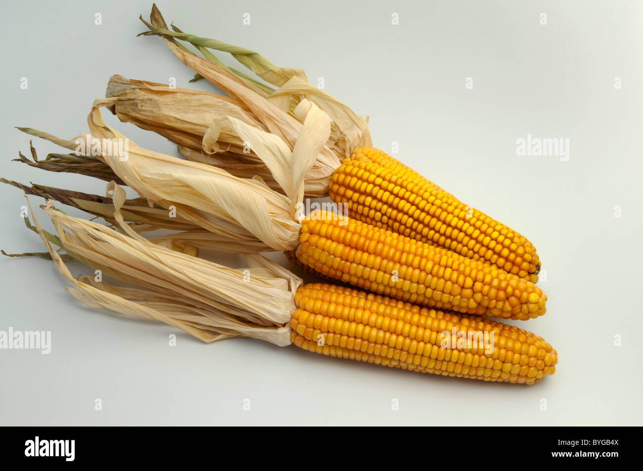 El maíz, el maíz (Zea mays). Las mazorcas maduras. Studio picture contra un fondo blanco. Foto de stock