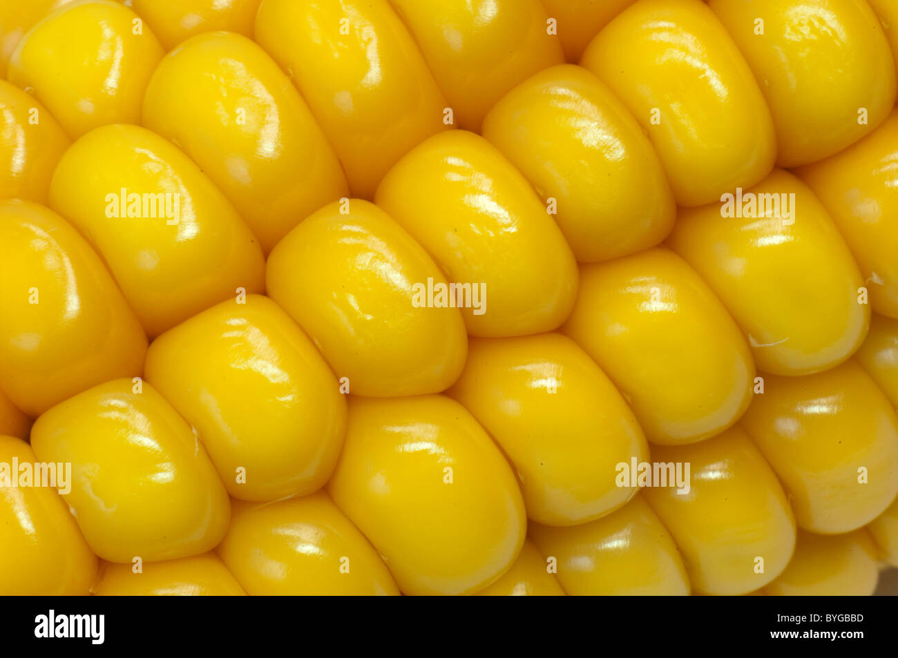 El maíz, el maíz (Zea mays). Corncob detalle. Foto de stock