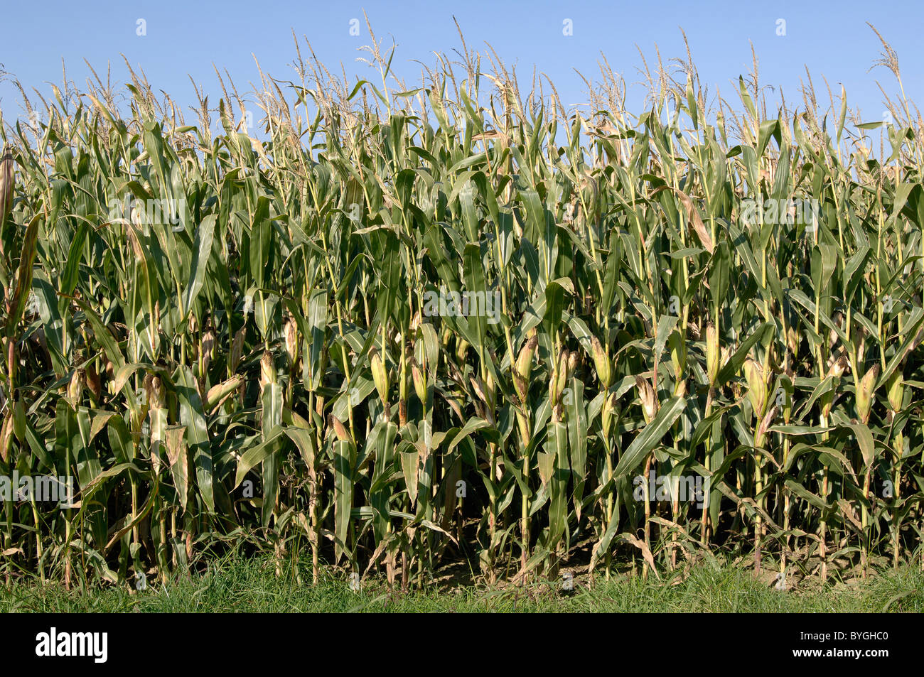 El maíz, el maíz (Zea mays). Borde de un campo. Foto de stock