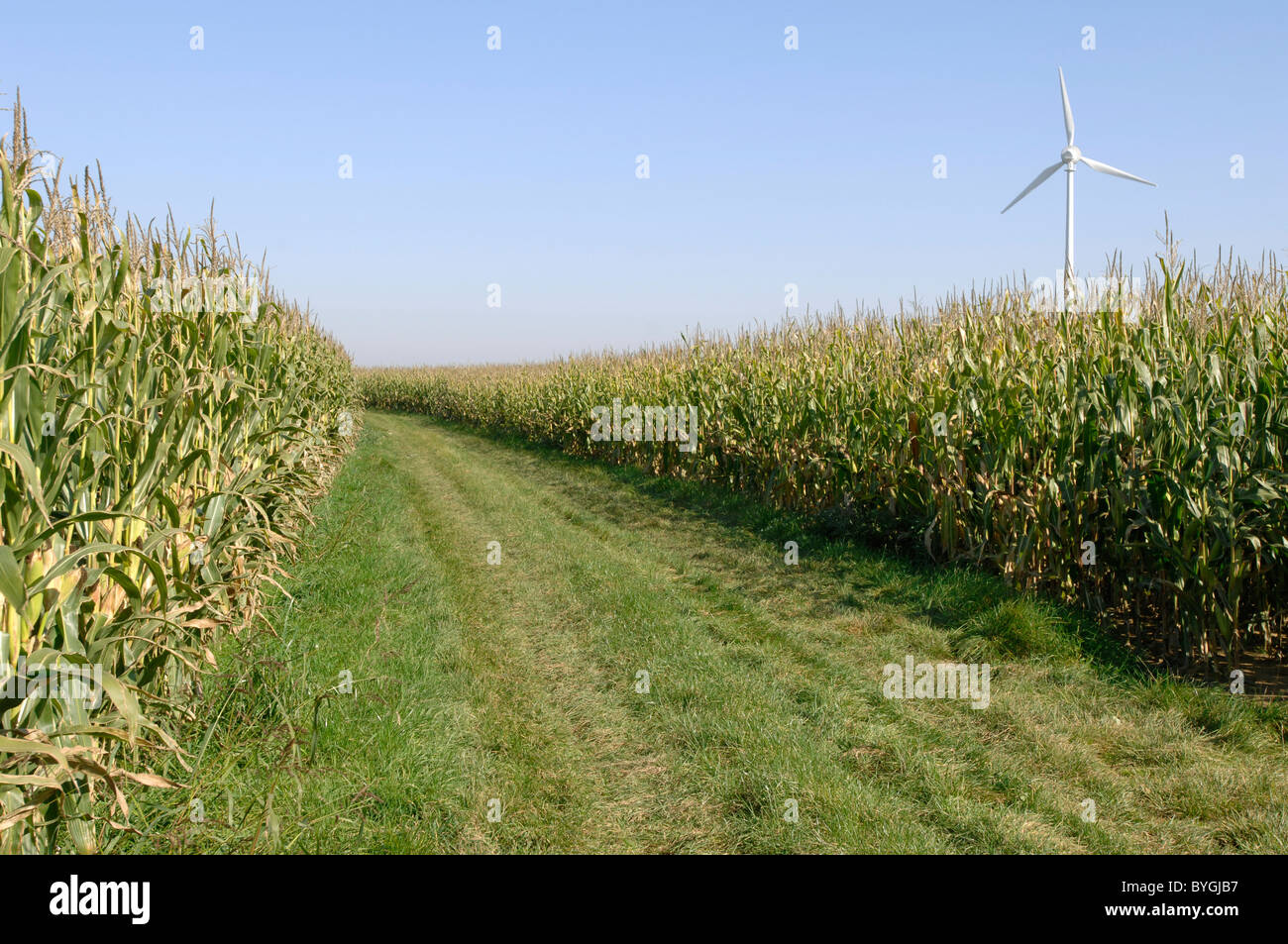 El maíz, el maíz (Zea mays). Campo con turbina de viento de fondo. Foto de stock