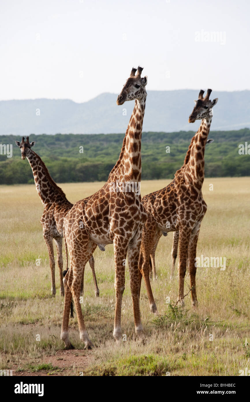 Jirafas en el Parque nacional Serengeti, Tanzania, África Foto de stock