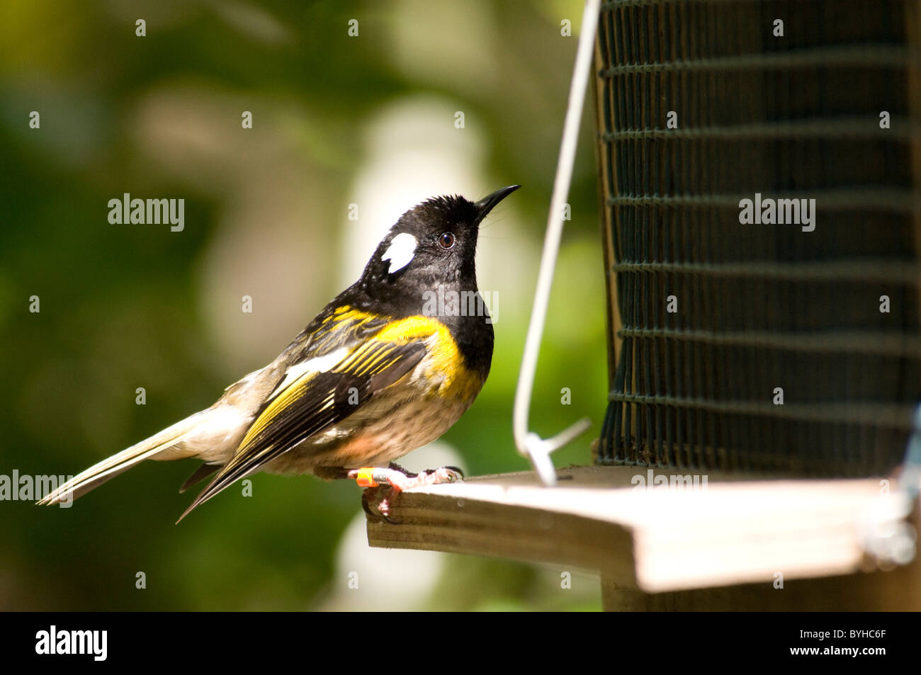 Nueva Zelandia Hihis son raras aves paseriformes Der Hihi ist ein Vogel Neuseelands gefährdeter, der Lappenvögeln gehört zu den Foto de stock