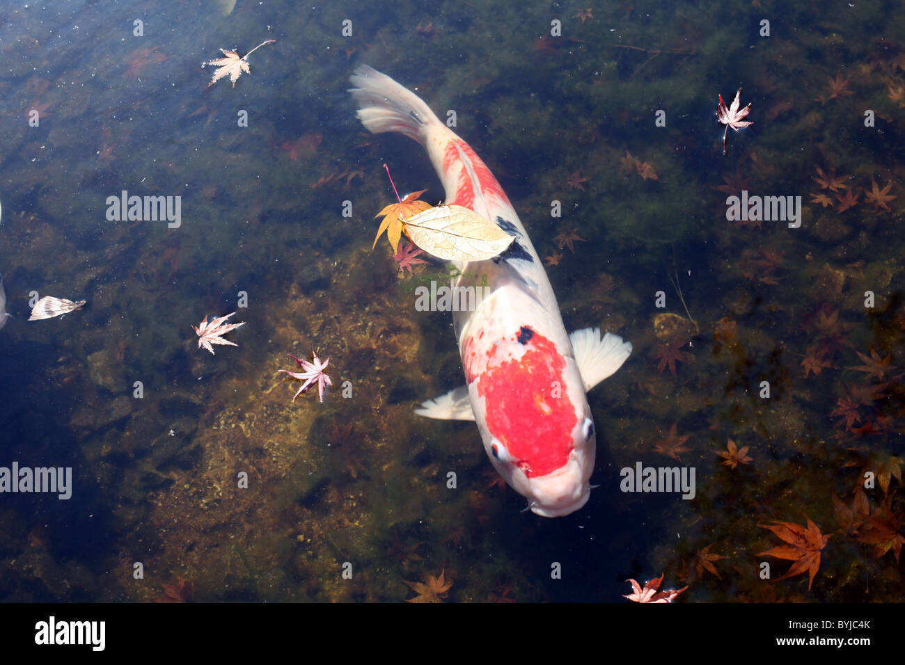 La carpa Koi en un estanque en ninomaru Shiseki Entei jardines, Matsuyama, Shikoku, Japón. Foto de stock