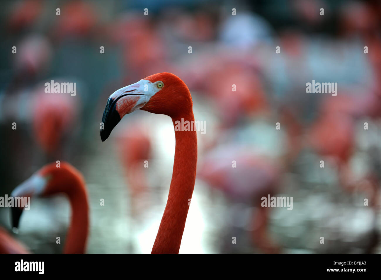Un retrato de un flamenco rosa en un abigarrado fondo en penumbra. Foto de stock