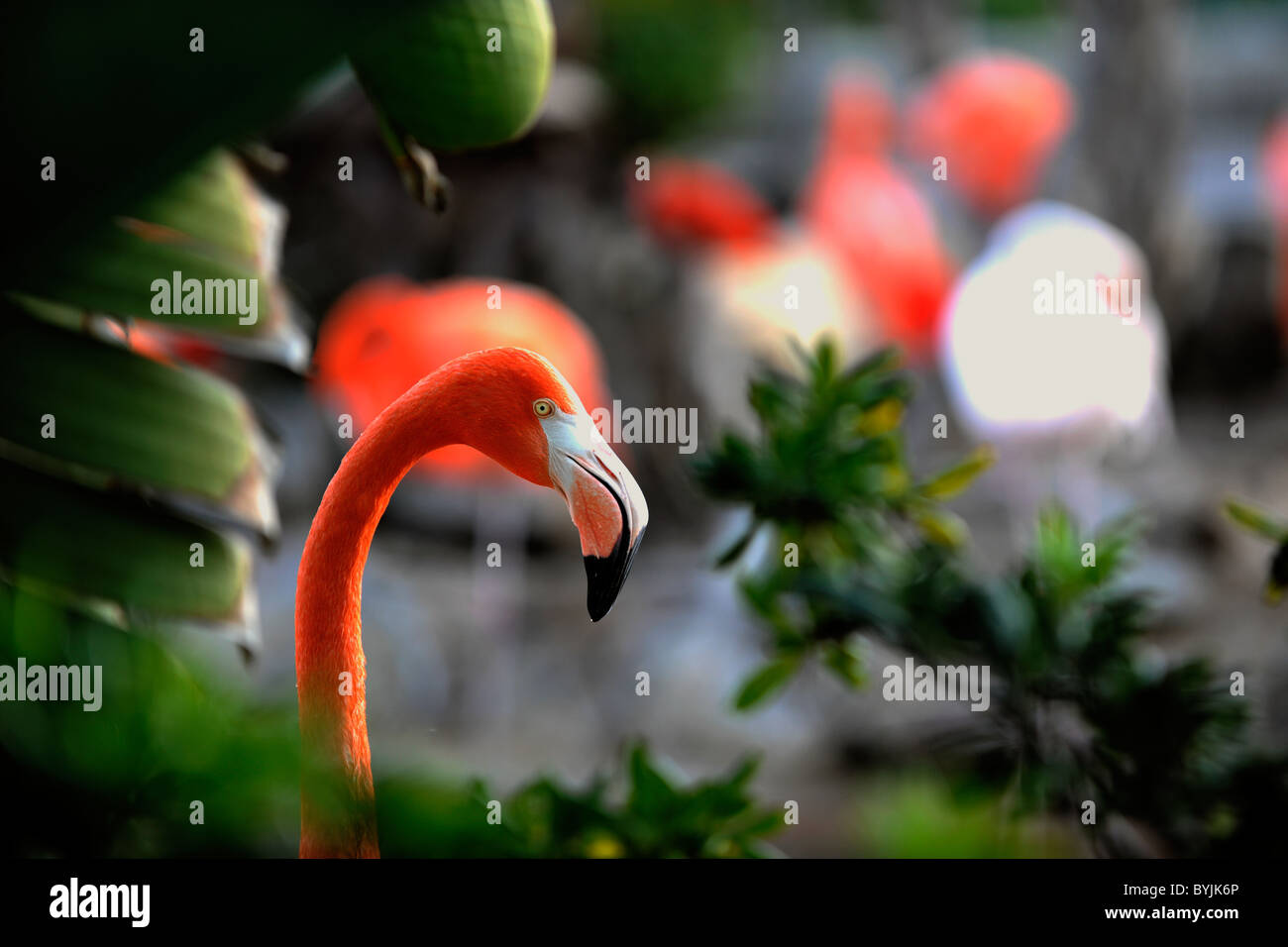 Phoenicopterus ruber. Retrato de un flamenco en una trama de hojas verdes. Foto de stock