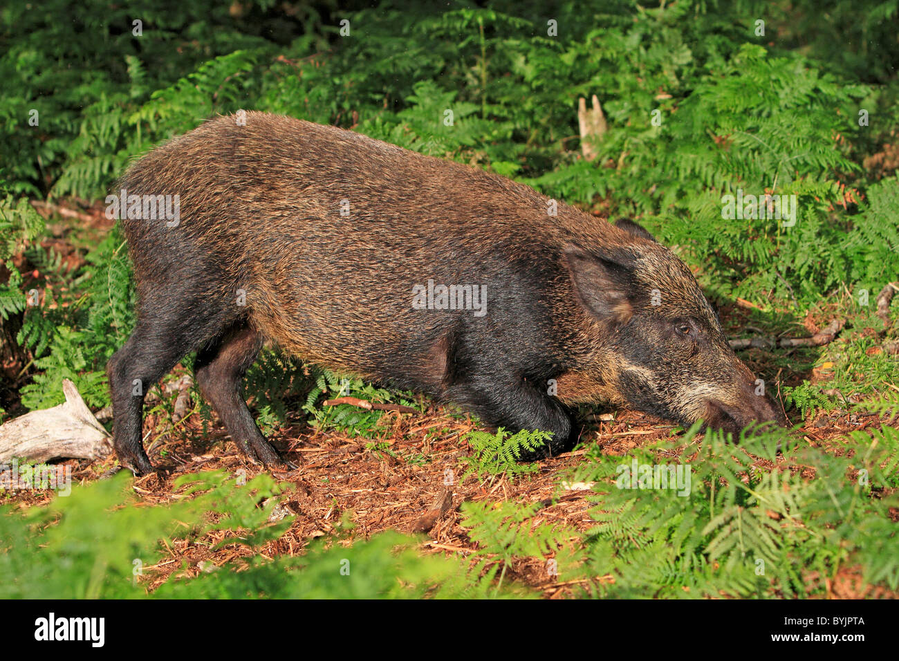 El jabalí (Sus scrofa) excavar para alimentos. Highland Wildlife Park, Escocia. Foto de stock