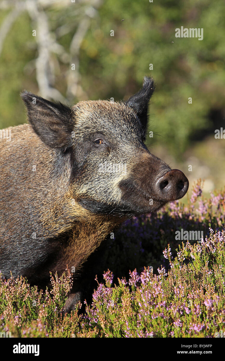 El jabalí (Sus scrofa) en floración permanente Heather. Highland Wildlife Park, Escocia. Foto de stock