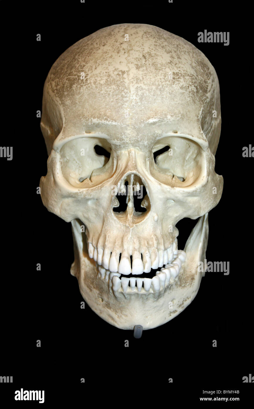 Plausible Brisa Crítica Cráneo humano fotografías e imágenes de alta resolución - Alamy