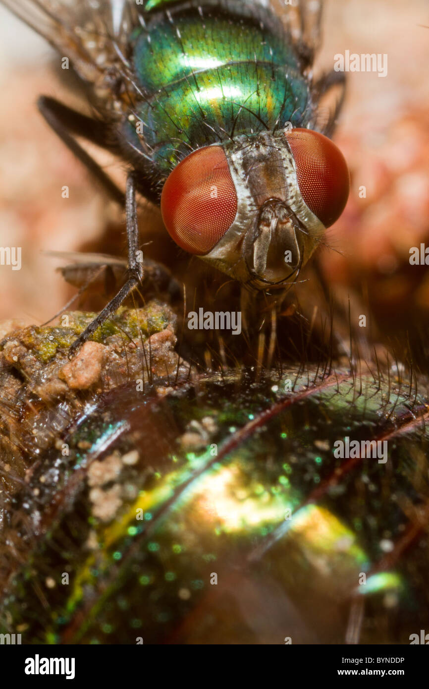 Una mosca verde comiendo una cucaracha verde, ojos compuestos de una mosca verde, blesa Foto de stock