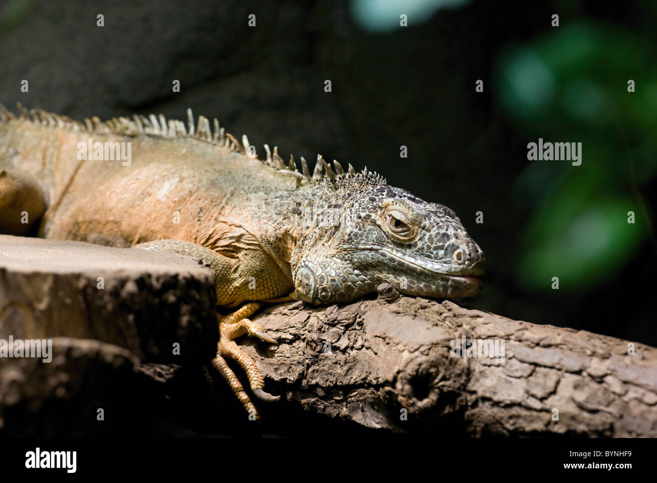 Reptiles Iguana sentado en el árbol. Foto de stock